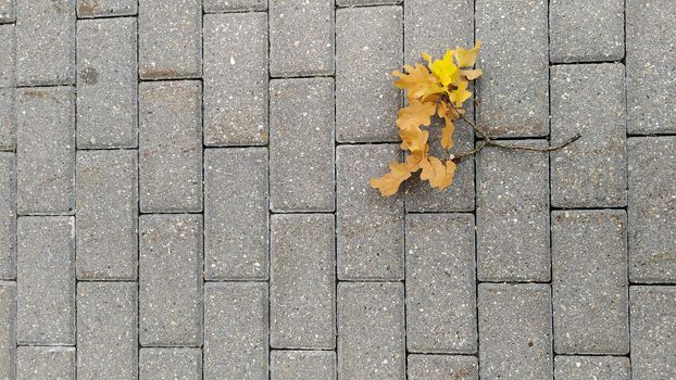 Yellowed dry maple leaves on the gray stone sidewalk close-up. Autumn foliage. leaf fall.
