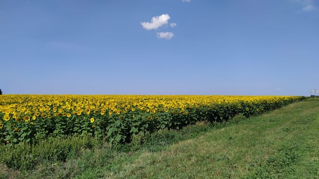 blooming sunflowers in the bright sunny day with blue sky in the background