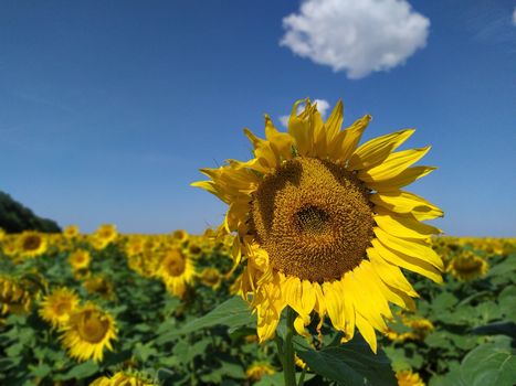 blooming sunflowers in the bright sunny day with blue sky in the background.