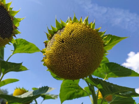 blooming sunflowers in the bright sunny day with blue sky in the background.