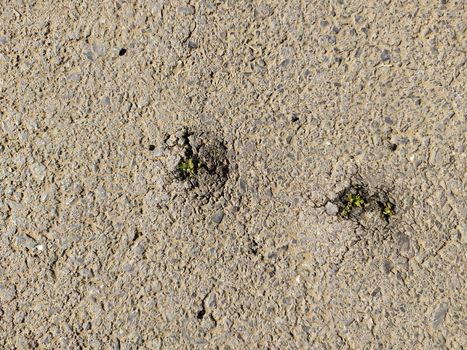 Grass breaks through the asphalt pavement. From under the asphalt to the stars