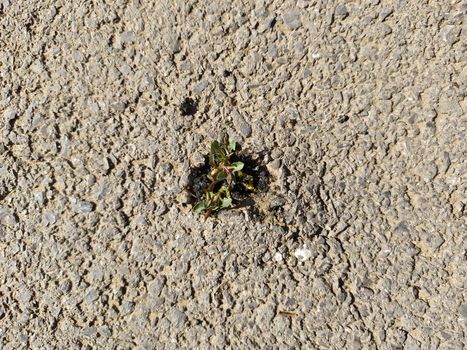 Grass breaks through the asphalt pavement. From under the asphalt to the stars