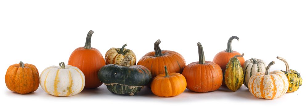 Many various pumpkins isolated on white background, Halloween or Thanksgiving day concept