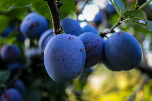 A group of large round plums on a branch. Plum orchard. Ripe blue plums on a branch. Zavidovići, Bosnia and Herzegovina.