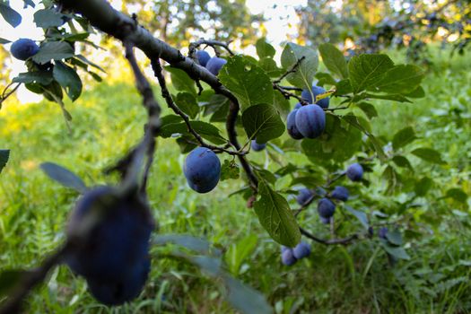 Branch with plums and leaves. Plum orchard. Ripe blue plums on a branch. Zavidovići, Bosnia and Herzegovina.