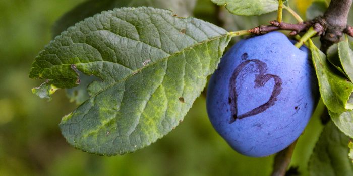 Banner. A blue ripe plum with a heart drawn on it. In addition to the ripe plum there is a leaf that is damaged which is in the shape of a heart. Zavidovići, Bosnia and Herzegovina.