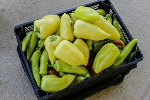 Freshly picked vegetables in a plastic crate. Different types of peppers, tomatoes and more. Organic vegetables grown in the garden. Zavidovici, Bosnia and Herzegovina.