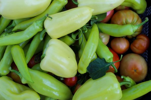 Freshly picked vegetables in a plastic crate. Different types of peppers, tomatoes and more. Organic vegetables grown in the garden. Zavidovici, Bosnia and Herzegovina.