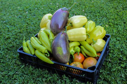 Freshly picked vegetables in a plastic crate. Fresh vegetables grown in the garden. Different types of peppers, tomatoes, eggplants, etc. Zavidovici, Bosnia and Herzegovina.