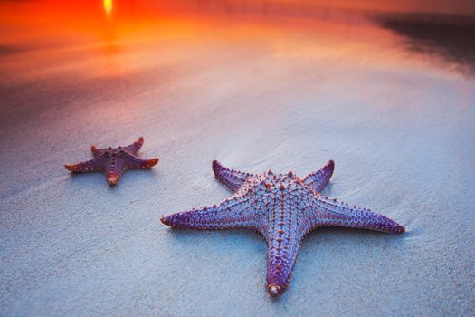 Two starfish on sea beach at sunset tropical vacation concept