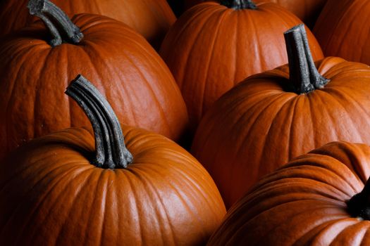 Many orange pumpkins background , Halloween holiday concept