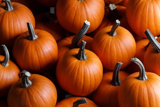 Many orange pumpkins background , Halloween holiday concept