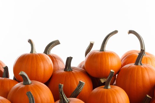 Heap of many orange pumpkins on white background , Halloween concept , copy space for text