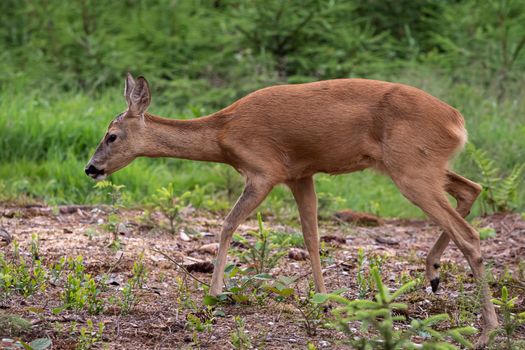 Roe deer in forest, Capreolus capreolus. Wild roe deer in nature.