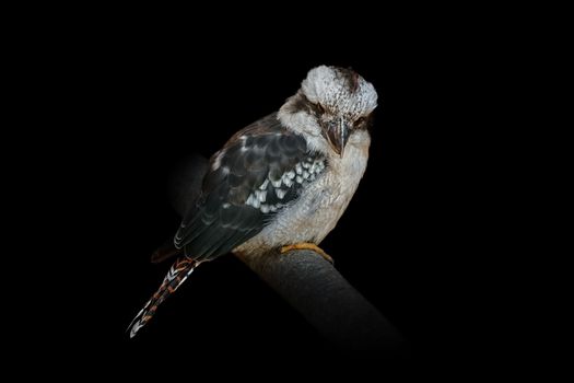 Kookaburras, terrestrial tree kingfishers of the genus Dacelo