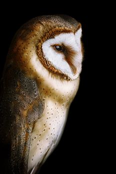 Common barn owl (Tyto alba), the most widely distributed species of owl in the world