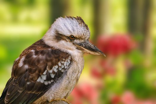 Kookaburras, terrestrial tree kingfishers of the genus Dacelo