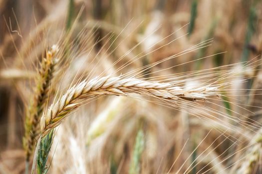 Wheat field. Golden ears of wheat on the field. Background of ripening ears of meadow wheat field. Rich harvest Concept