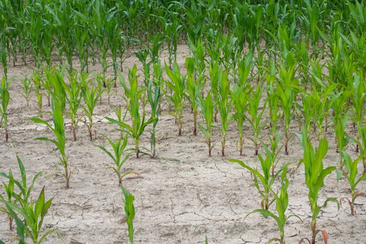 Bad corn harvest. Corn field with very dry soil.