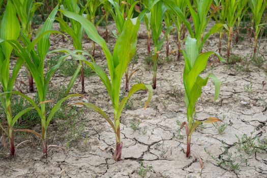 Bad corn harvest. Corn field with very dry soil.