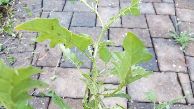 green weed or plant with sharp thorns or spikes