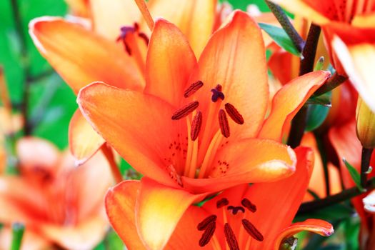 Summer gardening. Closeup of nice lily against green grass background