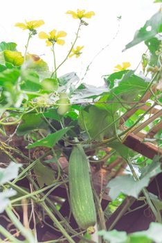 Lookup view of hanging Luffa Sponge gourd tropical fruit hanging on bamboo trellis and pergola. Natural pollinator on yellow blooming flower at organic backyard garden near Dallas, Texas, USA