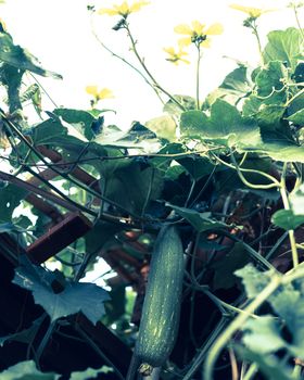 Toned photo lookup view of hanging Luffa Sponge gourd tropical fruit hanging on bamboo trellis and pergola. Yellow blooming flower with fruit at organic backyard garden near Dallas, Texas, USA