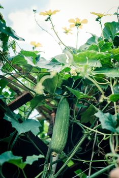 Toned photo lookup view of hanging Luffa Sponge gourd tropical fruit hanging on bamboo trellis and pergola. Yellow blooming flower with fruit at organic backyard garden near Dallas, Texas, USA