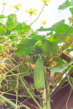 Lookup view of hanging Luffa Sponge gourd tropical fruit hanging on bamboo trellis and pergola. Natural pollinator on yellow blooming flower at organic backyard garden near Dallas, Texas, USA