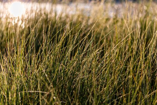 Long thin green swamp grass with morning dew. Close-up with selective focus and bokeh blur.