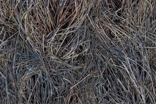 dry swamp equisetum grond texture and background.