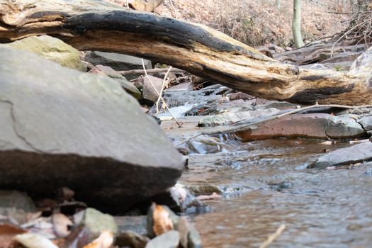 A Shallow Creek Flowing Underneath a Warped Tree Branch in a Winter Forest