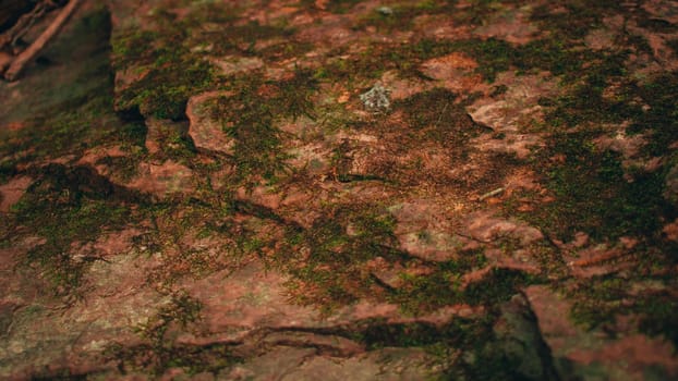 An orange Moss Covered Rock That fills the frame for use as a background