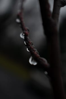 A Close-Up Shot of Drops of Rain Hanging on a Tiny Tree Branch With a Black and Grey Background