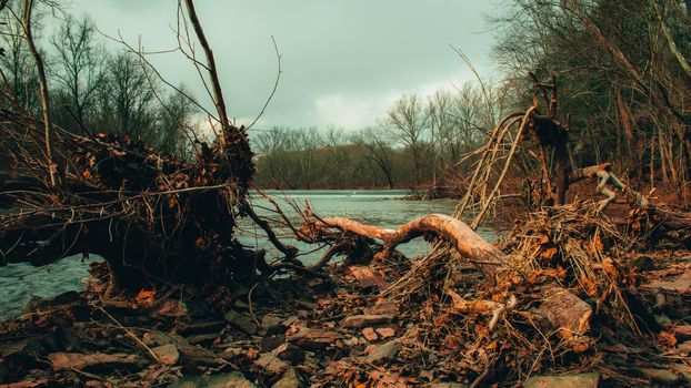 A Fallen Tree Next to a River With a Man-Made Damn in the Background