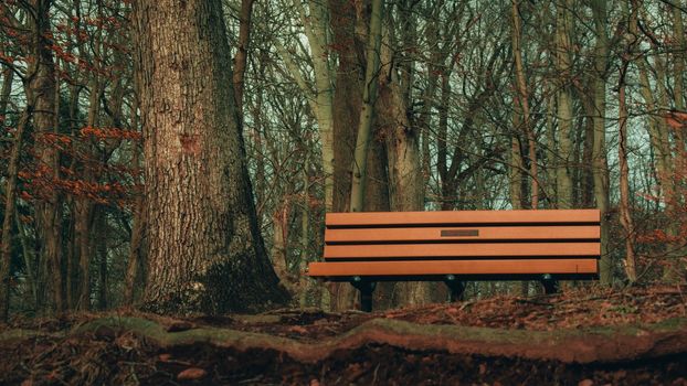 A Wooden Bench Next to a Tree on Top of a Hill in a Dead Winter Forest