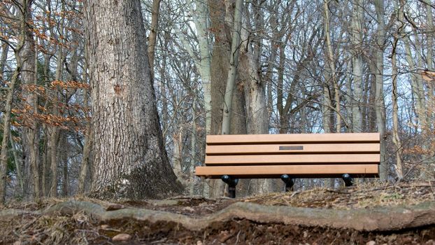 A Wooden Bench Next to a Tree on Top of a Hill in a Dead Winter Forest