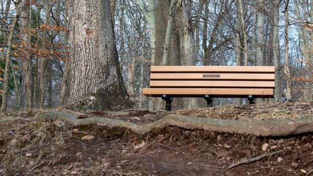 A Wooden Bench Next to a Tree on Top of a Hill in a Dead Winter Forest