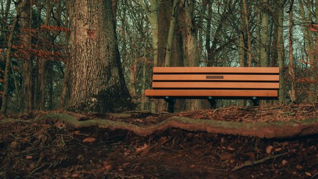 A Wooden Bench Next to a Tree on Top of a Hill in a Dead Winter Forest