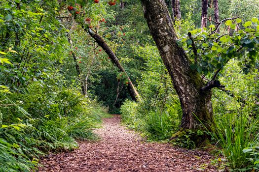 The beautiful nature reserve Wilhelmsdorf Pfrunger Ried in Upper Swabia near Ravensburg and Lake Constance