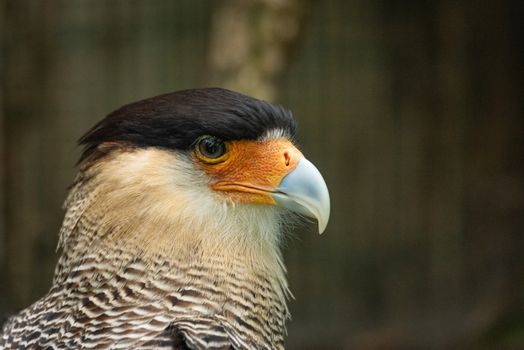 Portrait of a bird of prey with a dark head and a light beak, naturalistic image of an animal