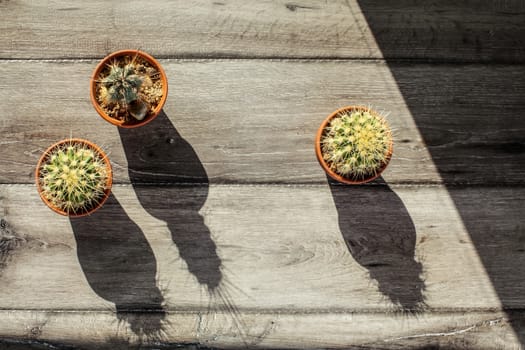 Table top view on three small cactus plants in pot, light by morning sun, casting strong shadow on a gray wood table top.