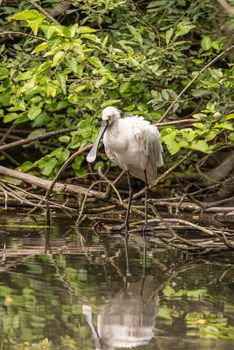 Eurasian common spoonbill on a tree branch near water, image of white bird with large flat beak with natural green background