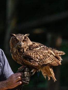 Eurasian eagle-owl resting on the glove of a falconer, large European bird of prey named Bubo bubo