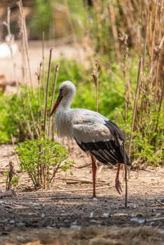 White stork walks in a pond, large European bird