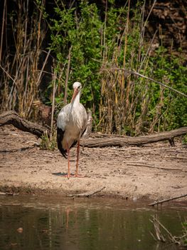 White stork walks in a pond, large European bird