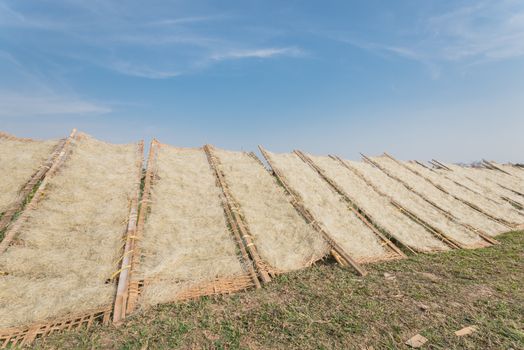 Low angle view row of bamboo fences full of Vietnamese rice vermicelli drying in the sunlight outside of Hanoi, Vietnam. Special organic noodles are being dried naturally under sunny sky