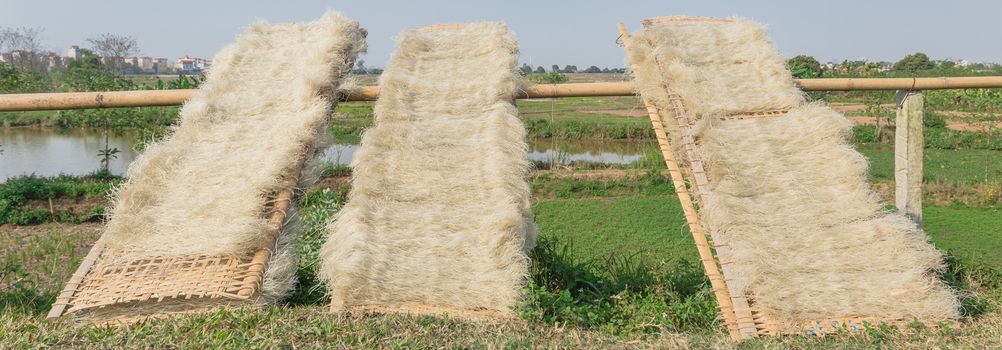 Natural way to dry out Vietnamese rice vermicelli drying in the sunlight on bamboo fences near rural farm outside of Hanoi, Vietnam. Special organic noodles are being dried