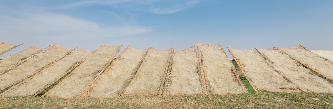 Low angle view row of bamboo fences full of Vietnamese rice vermicelli drying in the sunlight outside of Hanoi, Vietnam. Special organic noodles are being dried naturally under sunny sky